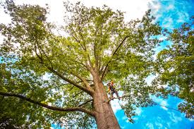 Best Tree Risk Assessment  in Gladstone, OR