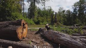 Best Stump Grinding and Removal  in Gladstone, OR