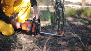 Best Tree Cabling and Bracing  in Gladstone, OR