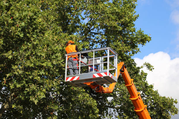 Best Hazardous Tree Removal  in Gladstone, OR