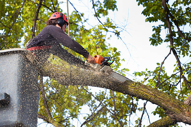 Best Arborist Consultation Services  in Gladstone, OR