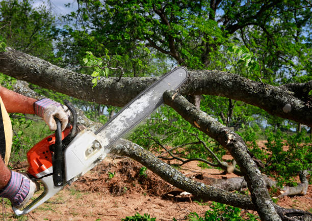 Trusted Gladstone, OR  Tree Services Experts